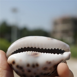 天然海螺贝壳虎皮宝螺花纹贝水族鱼缸造景装饰手把件儿童礼物