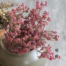 饰摆件拍摄道具 天然南非迷你小雏菊艺术干花家居装 南非小星花