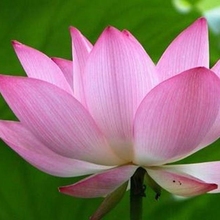 bowl lotus water culture plant flower living room flower