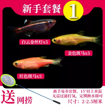 Small tropical fish ornamental fish lantern fish fish fish fish live fish red and blue fluorescent zebrafish guppies Mickey