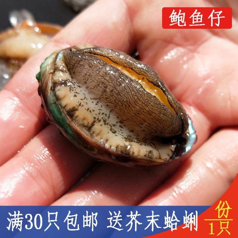 Small abalone live fresh live nine-hole abalone Non-ready-to-eat wild seafood Aquatic fresh buy 30