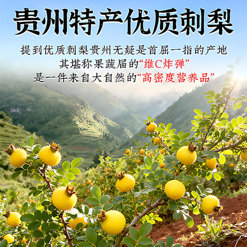 刺梨原产地为何在贵州?揭秘高原珍果的生长密码 - 好物爆料 - 淘江湖