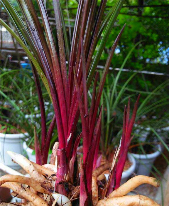 红香妃兰花养在家里太惊艳了！