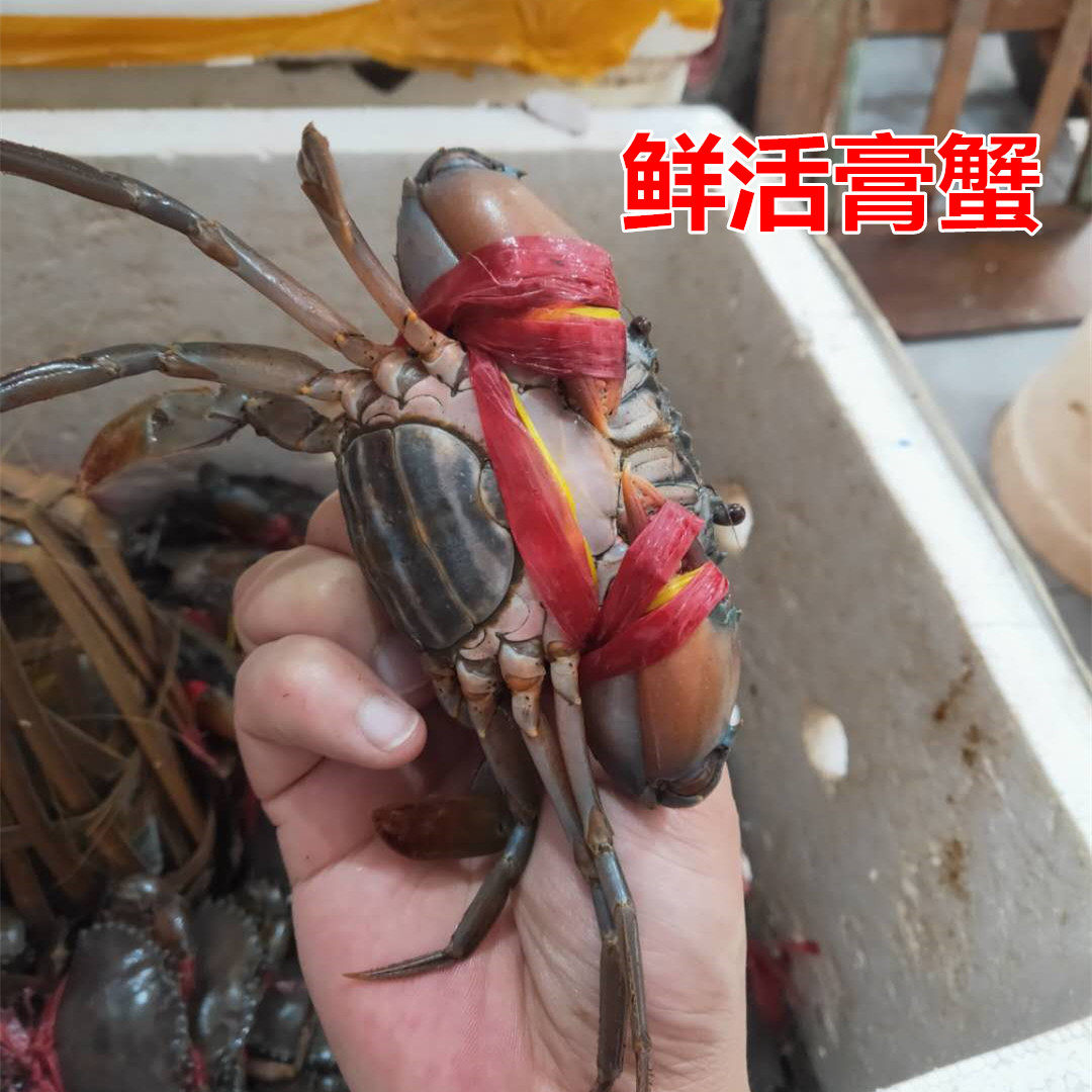 Live whole female crab Burmese Green Crab (A lamb 2 5-3 5 taels) Fat brother cream crab pot wild Nigger iron mud crab