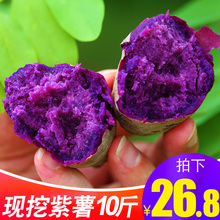 现挖紫薯新鲜10斤香蜜甜薯农家板栗红皮地瓜