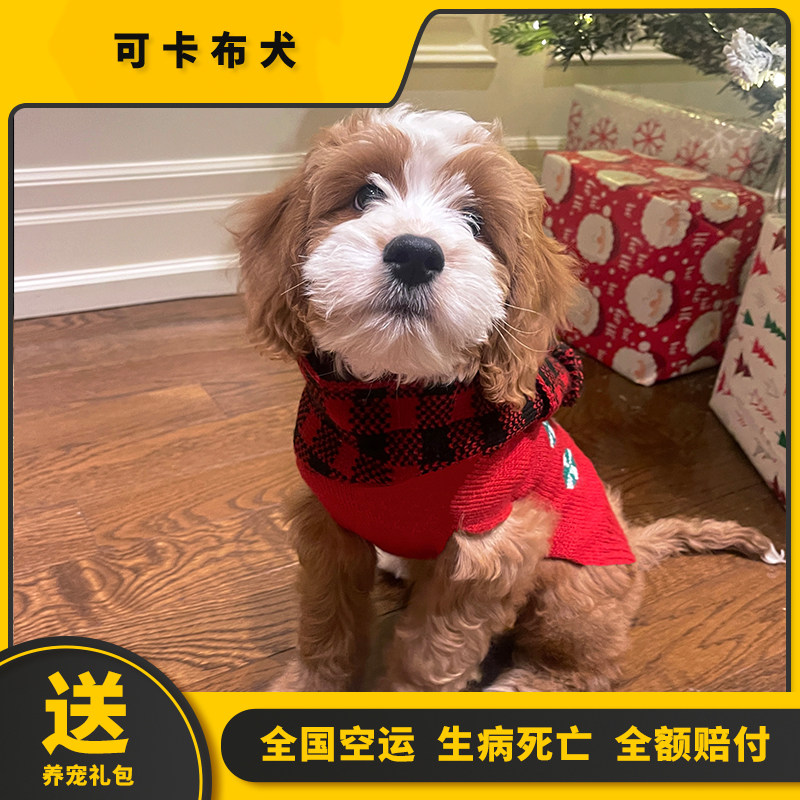 狗狗当起保姆？可卡布犬的陪伴本能解析 - 种草笔记 - 淘江湖