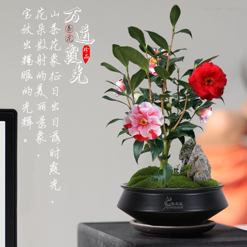 万道霞光千代田锦茶花，庭院里的视觉盛宴🌸 - 好物爆料- 淘江湖