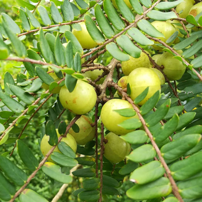 南方庭院种它真香!四季结果的甜油甘树苗你试过吗