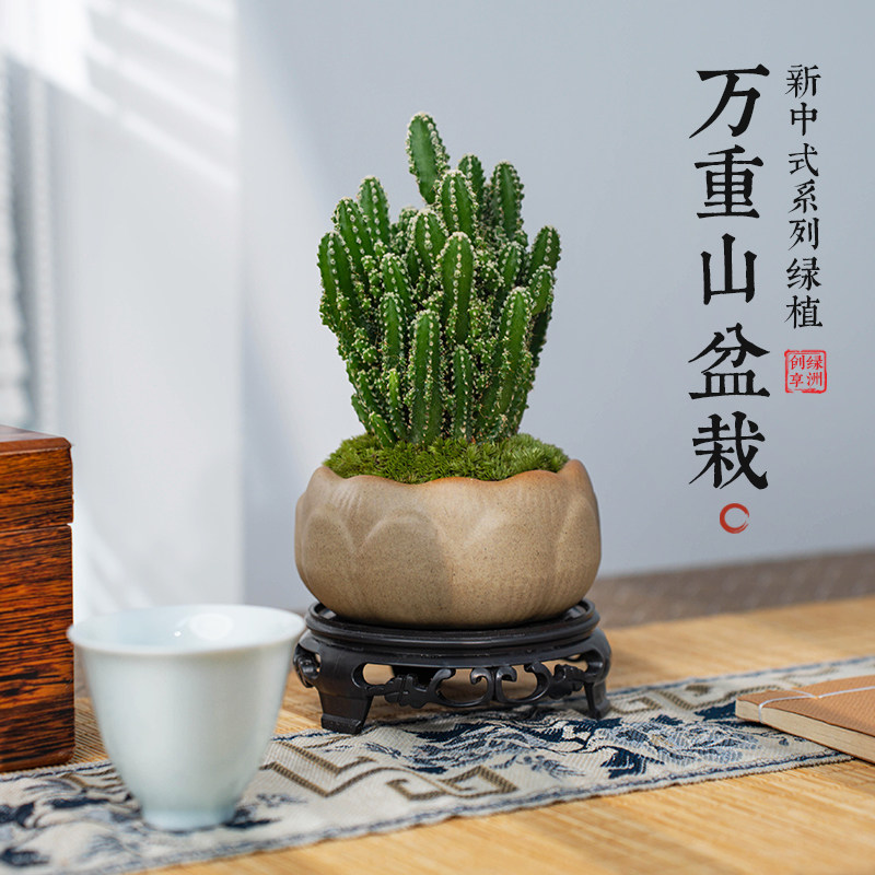 万重山仙人掌是室内绿植组合中耐旱性最强的多肉品种之一🌿 - 好物爆料