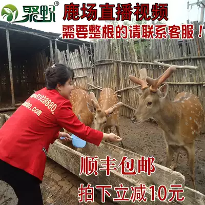 Ju Ye fresh deer fluffy slices Shunfeng 199 yuan 100g Sika Deer deer velvet slices whole branches