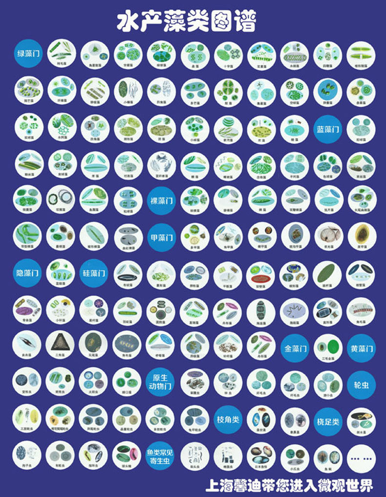 Shanghai Xindi Microscope aquaculture algae wheel insect map with adhesive 70X90CM A picture