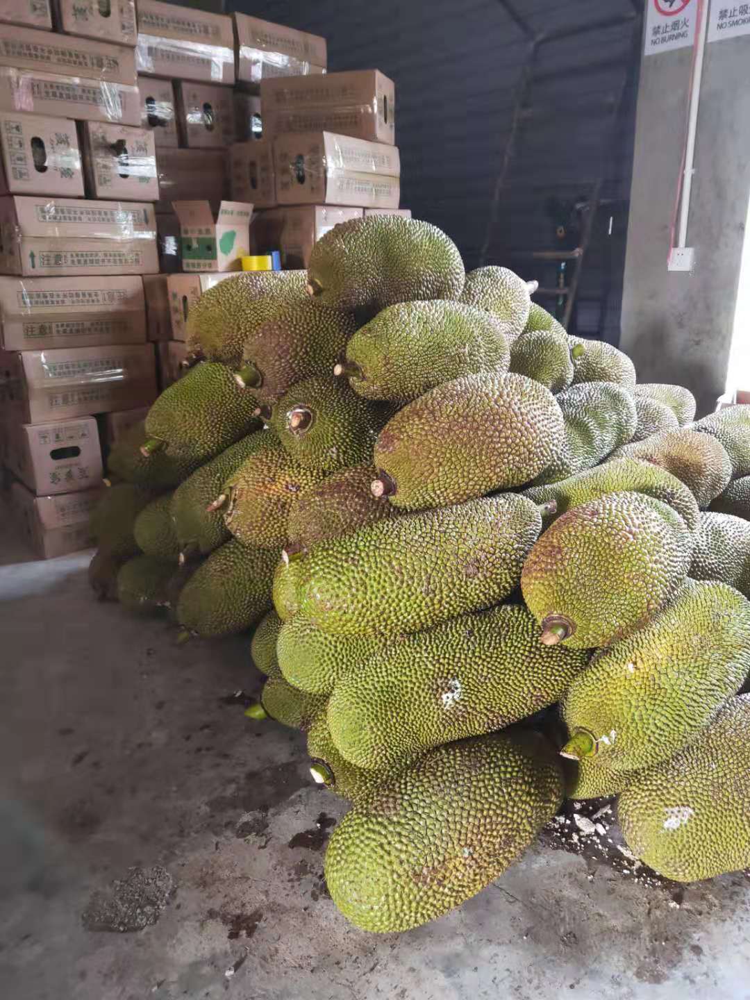 蜜思园(一定不能生切)海南包邮摘现发蜜榴莲新鲜蜜波罗水果整个一菠萝蜜3